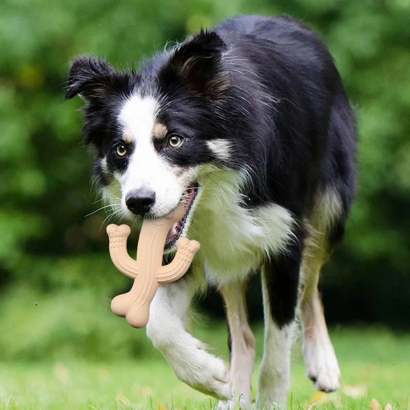 Beige, blue or purple cactus-shaped dog chew toy made from bamboo fibre and rubber on a white background.