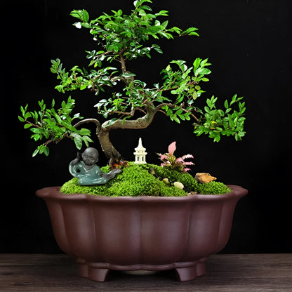 Large purple sand ceramic diamond flower pot for indoor bonsai and living room display