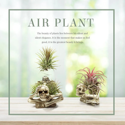 Gothic-style soilless resin bracket with skull motif for air plants, shown with integrated iron stand.