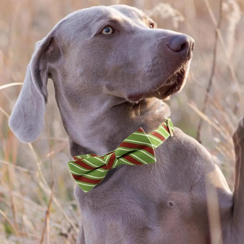 Striped personalised dog collar with engraved lettering in Candy Green colour with attached bow knot