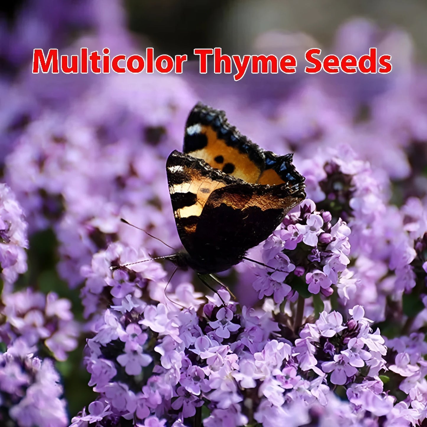 Packet of 500 thyme seeds for cooking and gardening with blue, purple and white variety options