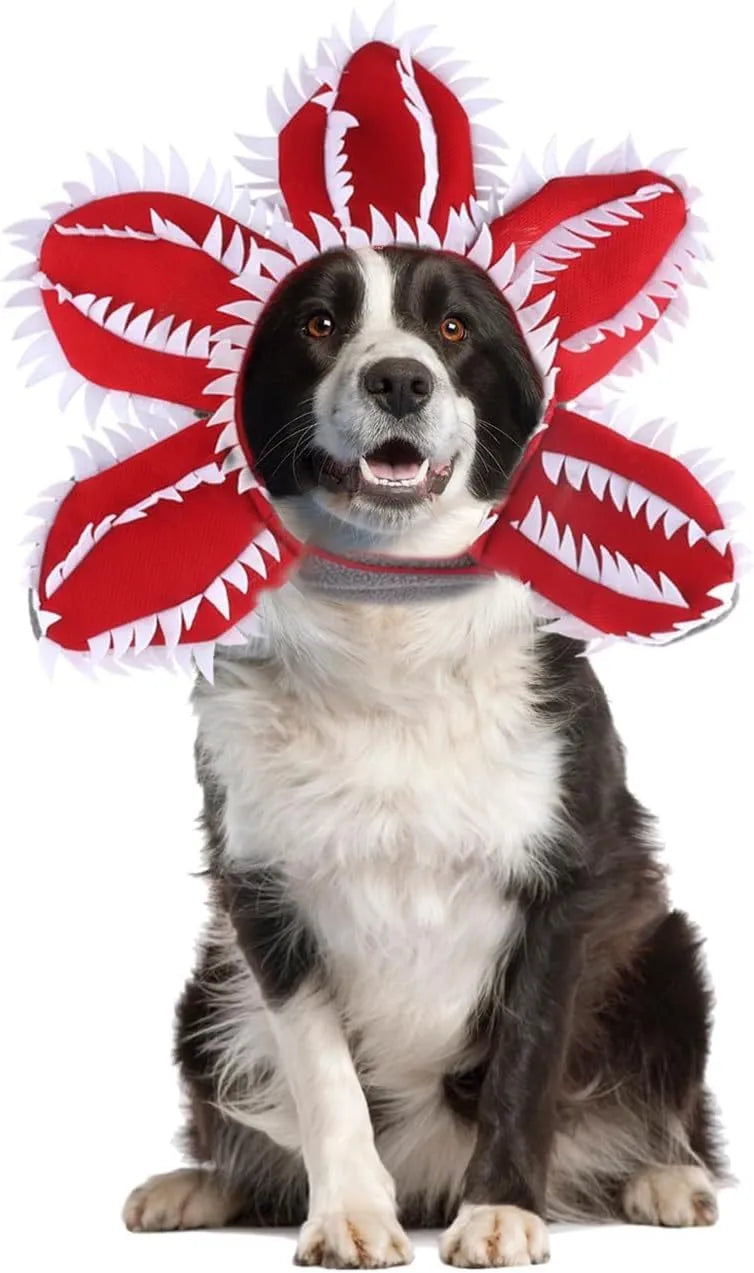 Medium-sized dog wearing a black demon hat and a colourful flower headband Halloween costume.