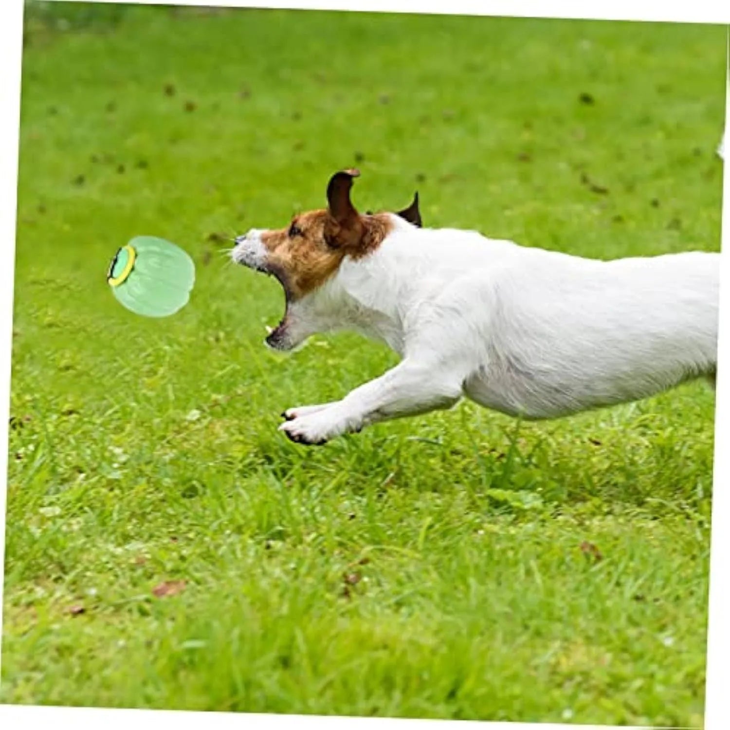 Green, orange, and yellow pumpkin-shaped plastic dog ball with squeaker for small dogs.