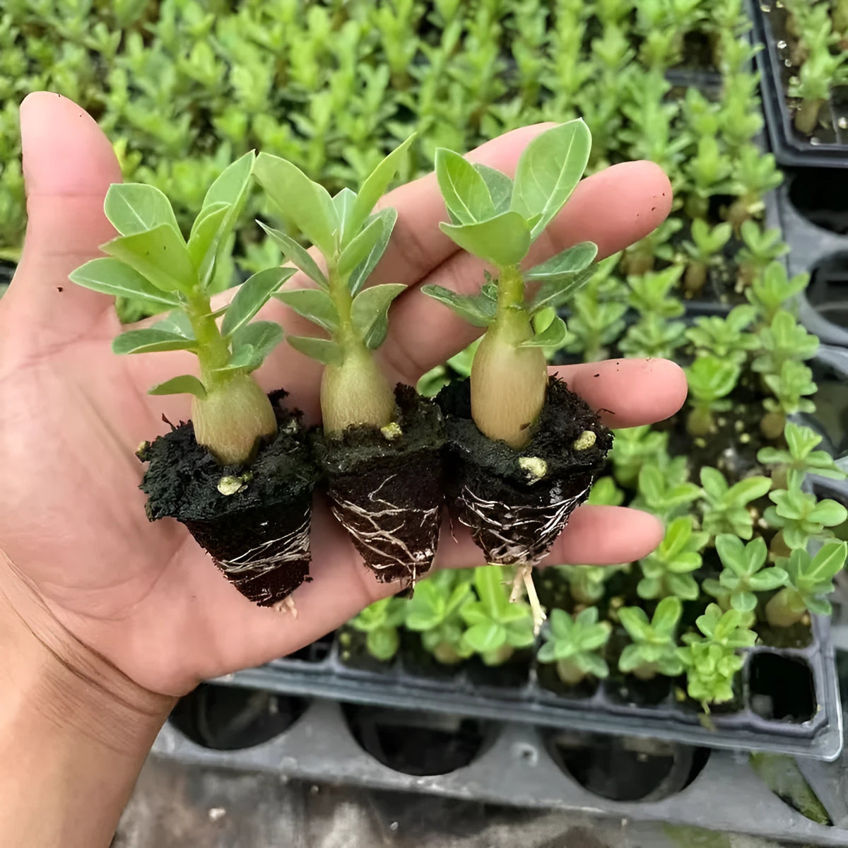 Bare root desert rose Adenium obesum seedling on a plain background
