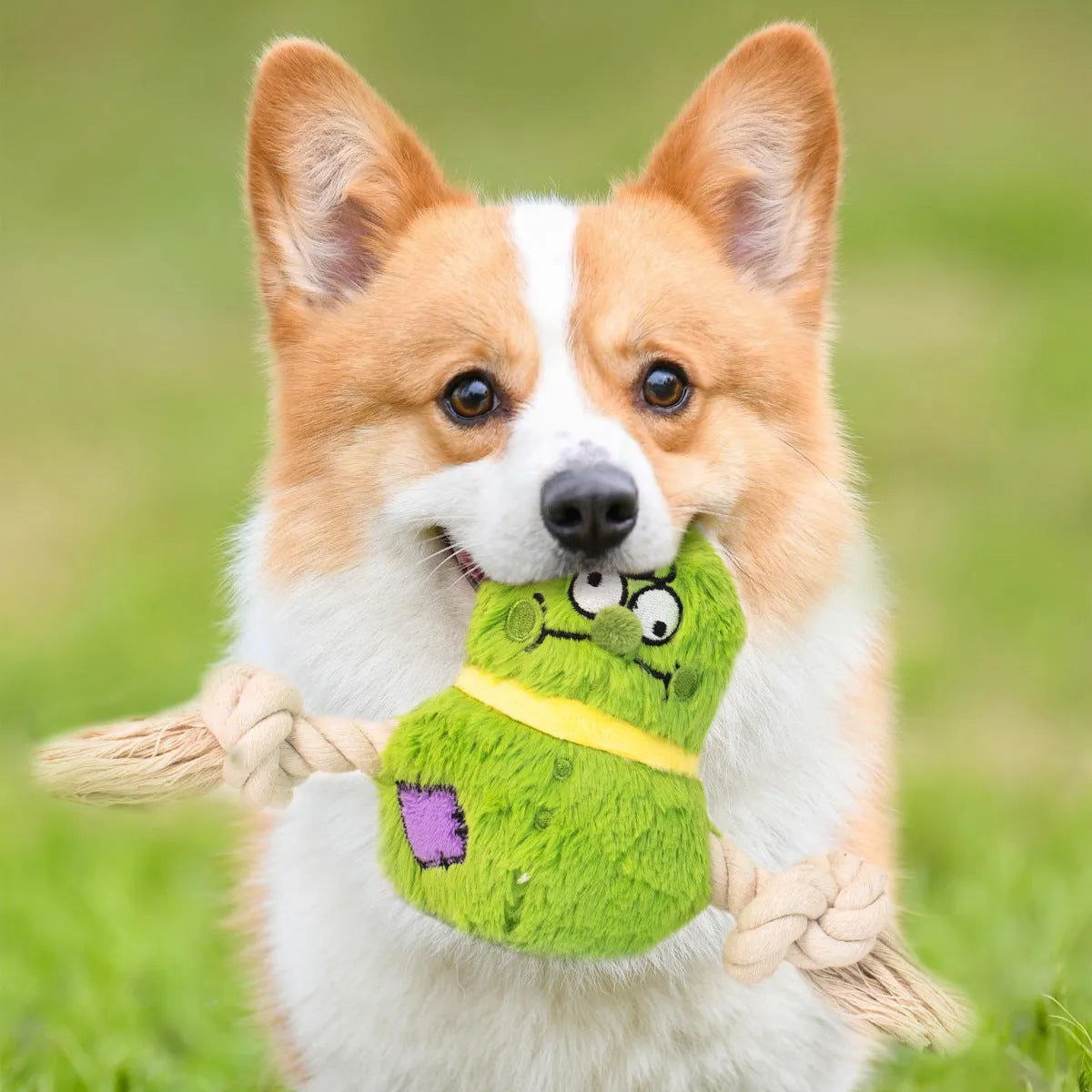 Green and purple plush dog toy with a central rope knot for tugging and chewing.