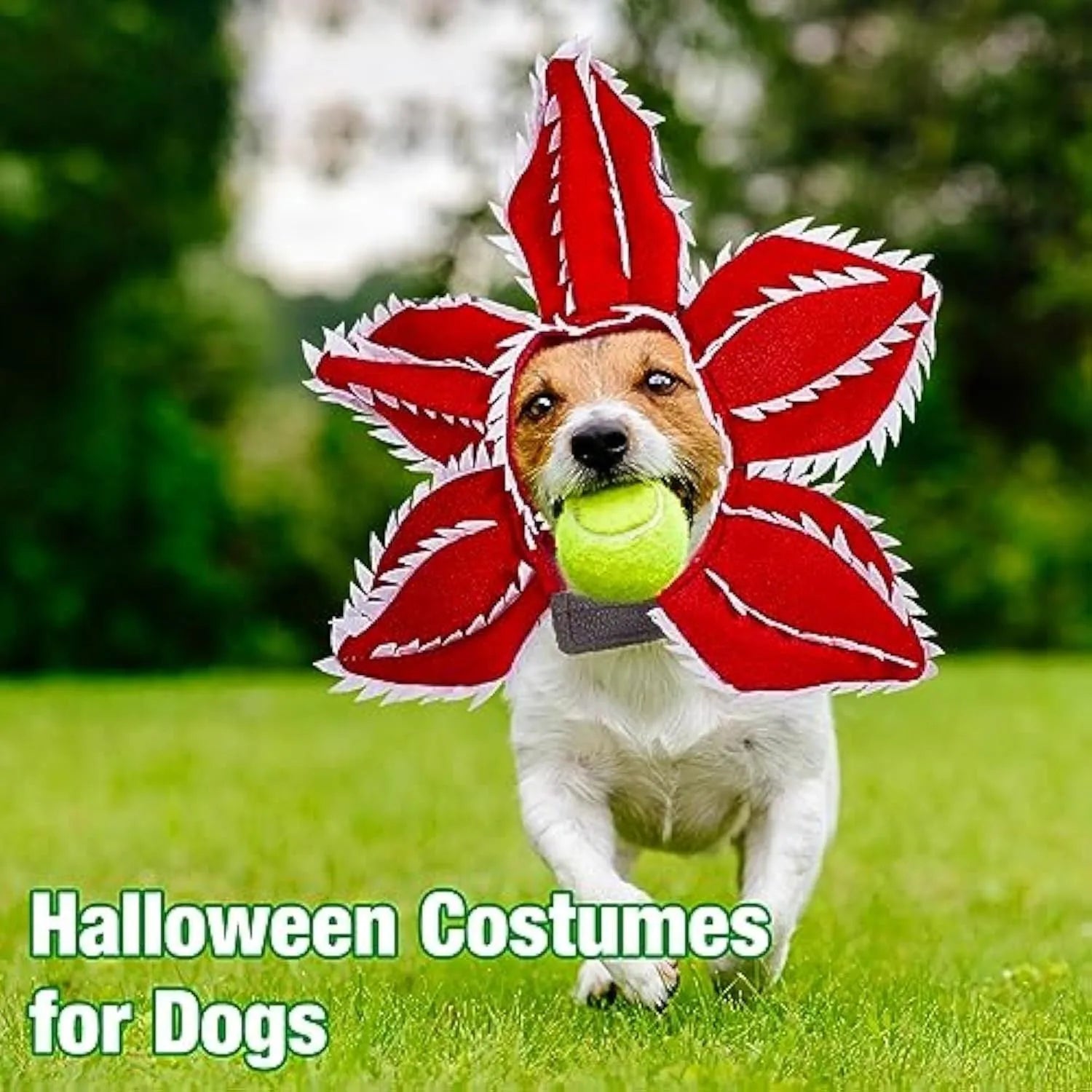 Medium-sized dog wearing a black demon hat and a colourful flower headband Halloween costume.