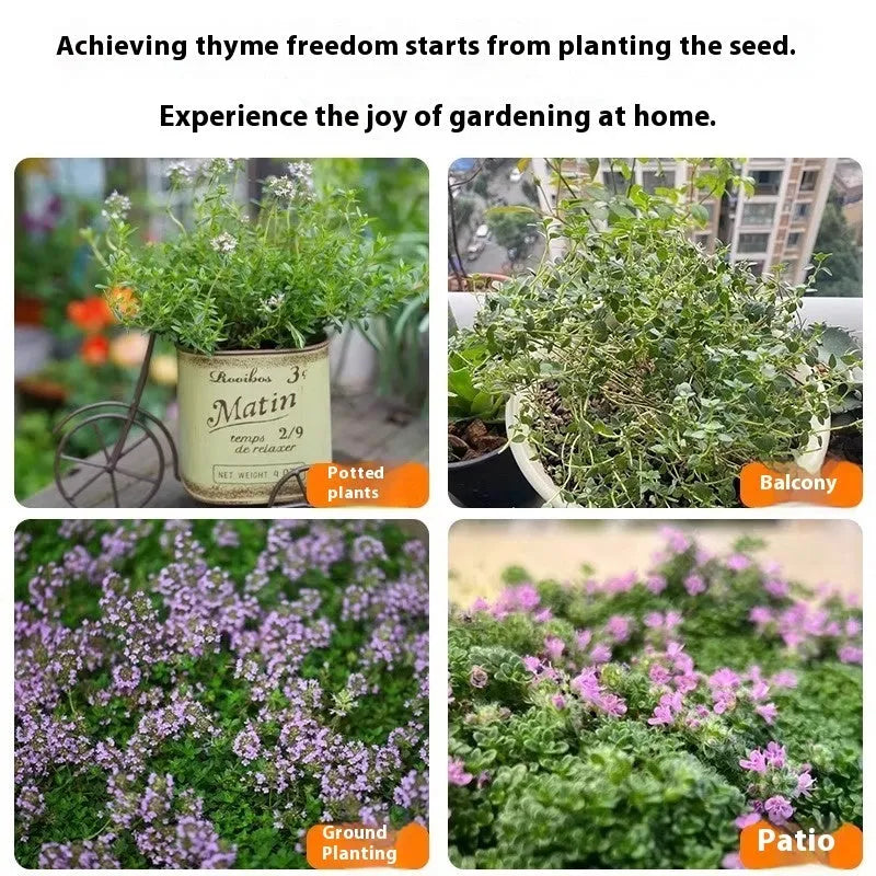 Packet of 500 thyme seeds for cooking and gardening with blue, purple and white variety options