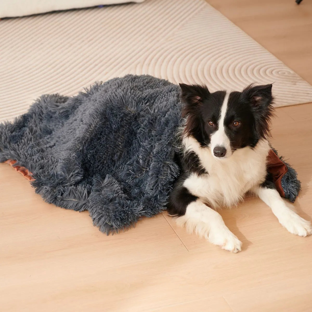 Light grey double-layer velvet plush pet blanket folded on a sofa next to a dog.