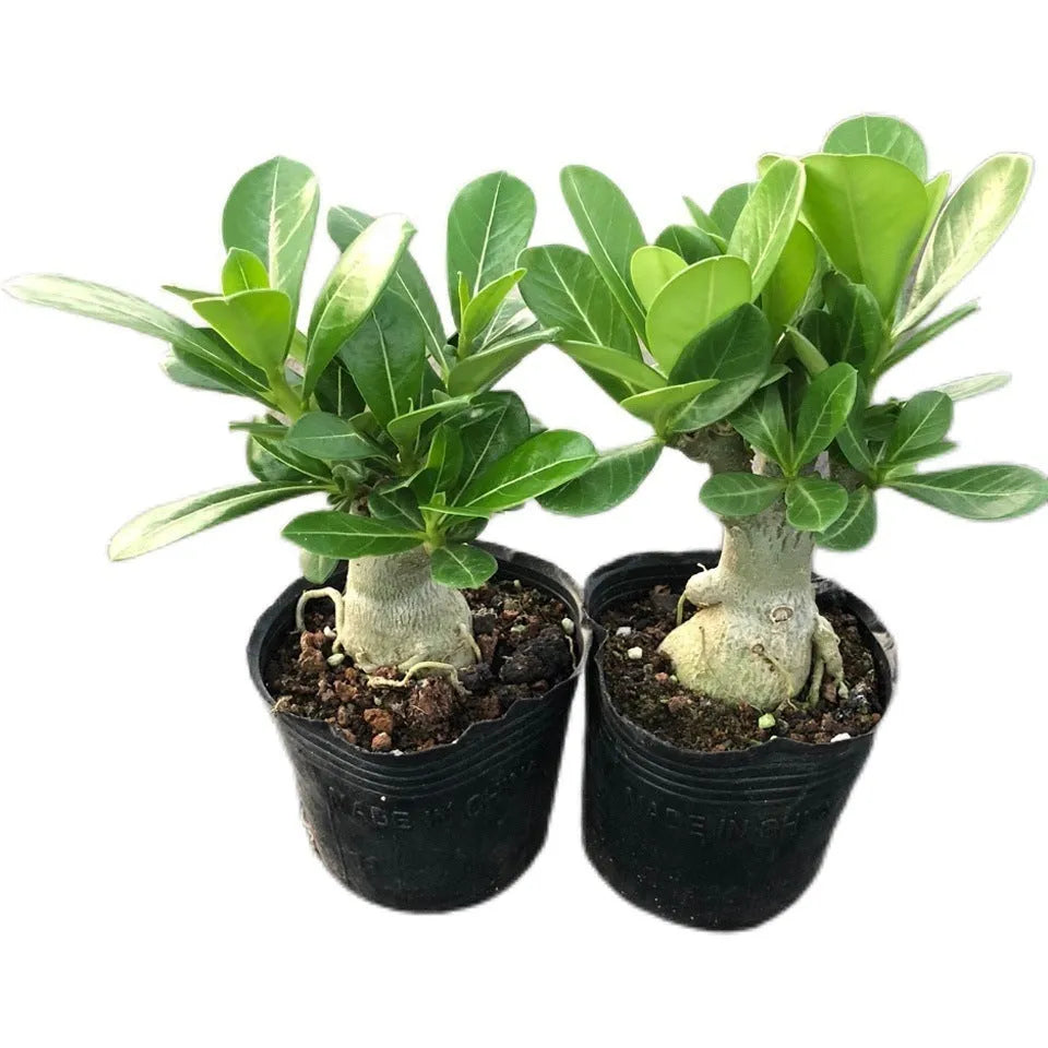 Bare root desert rose Adenium obesum seedling on a plain background