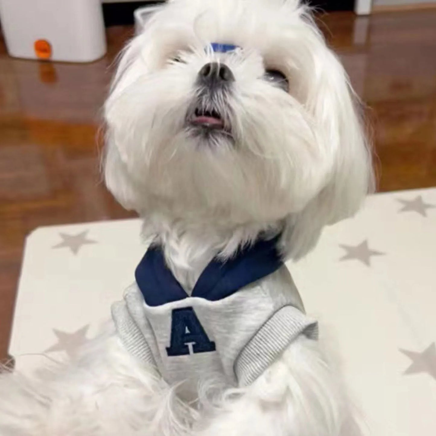 Blue and grey-white slim-fitting hooded sweater for dogs or cats with reflective lettering.