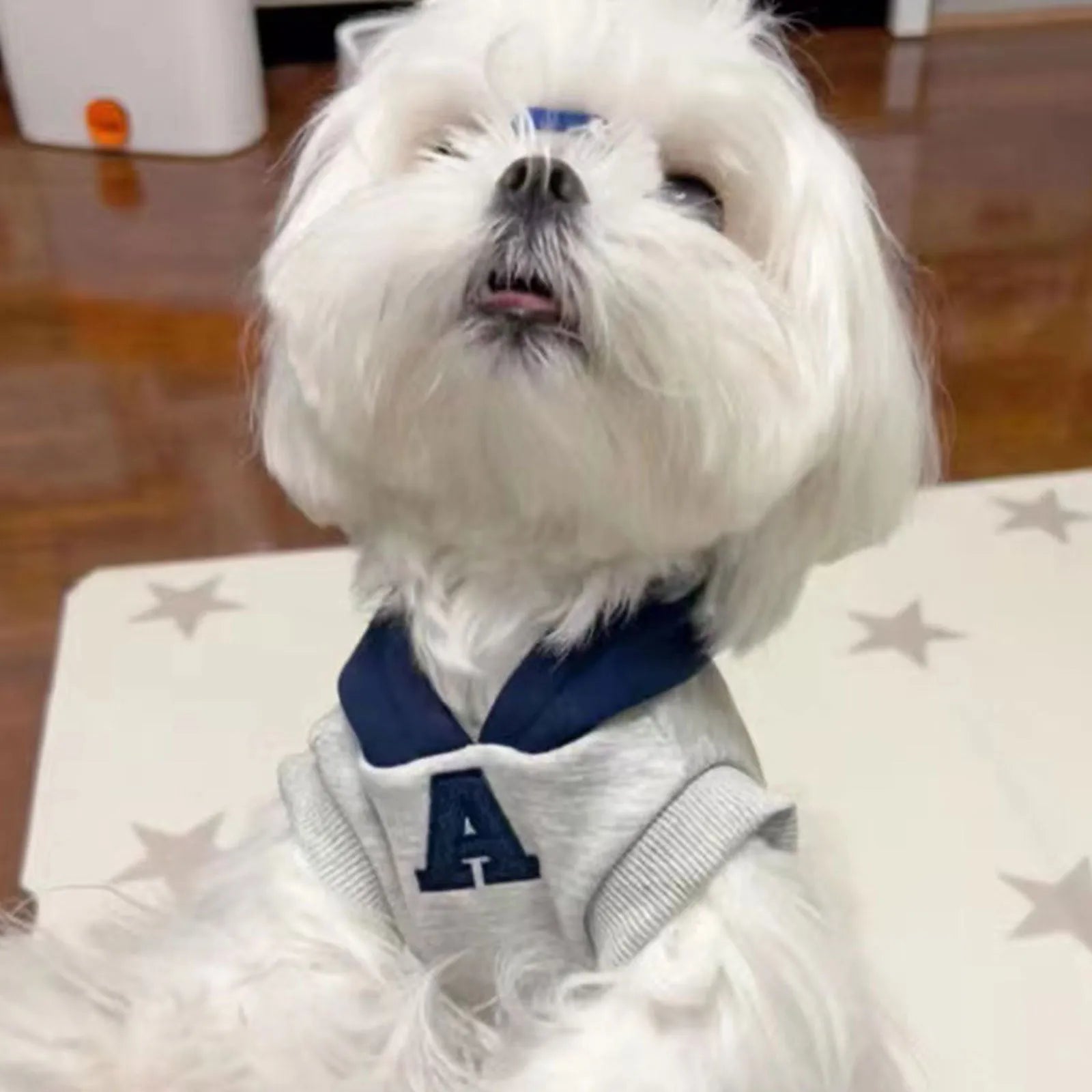 Blue and grey-white slim-fitting hooded sweater for dogs or cats with reflective lettering.