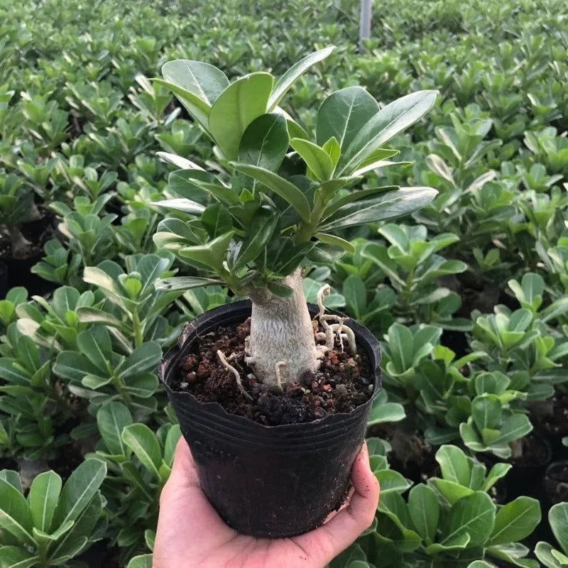 Bare root desert rose Adenium obesum seedling on a plain background