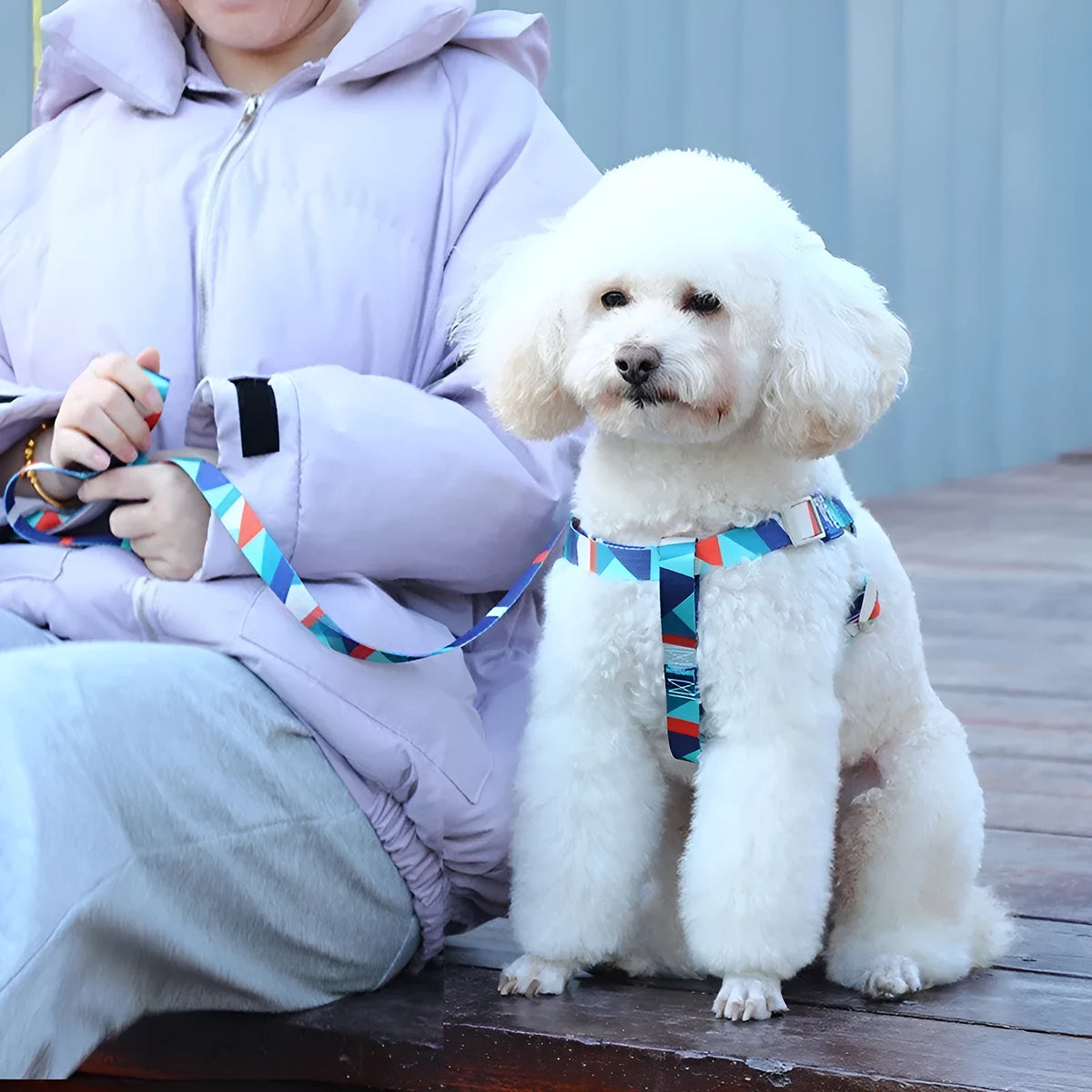 Blue polyester dog haulage vest with integrated leash set on a model, showing the chest strap and traction rope.