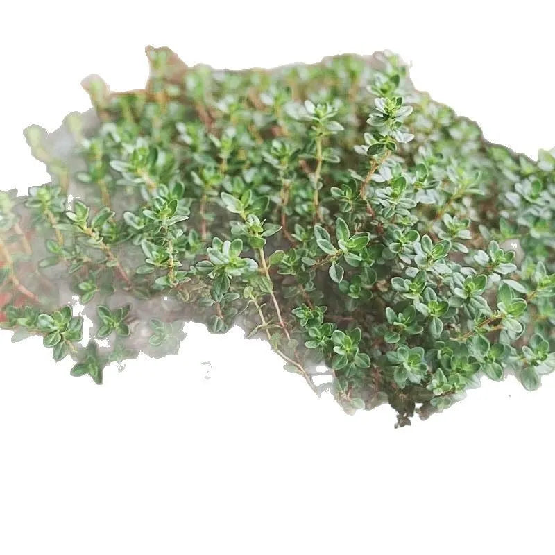 Packet of 500 thyme seeds for cooking and gardening with blue, purple and white variety options