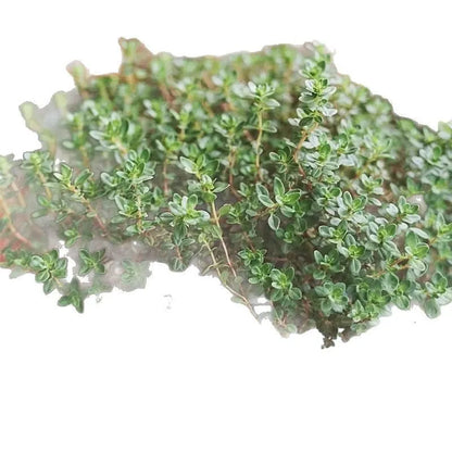 Packet of 500 thyme seeds for cooking and gardening with blue, purple and white variety options