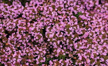 Packet of 500 thyme seeds for cooking and gardening with blue, purple and white variety options