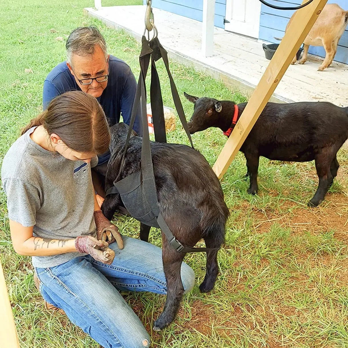Large black calf and dog weighing sling measuring 35 by 150 centimetres for animal weight measurement