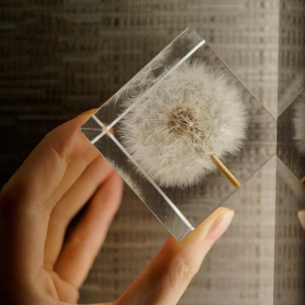 Square clear resin cube containing preserved dandelion flower with wooden box and USB base
