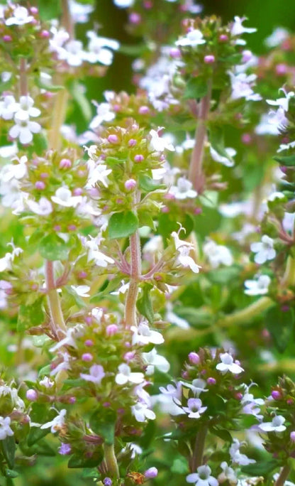Packet of 500 thyme seeds for cooking and gardening with blue, purple and white variety options