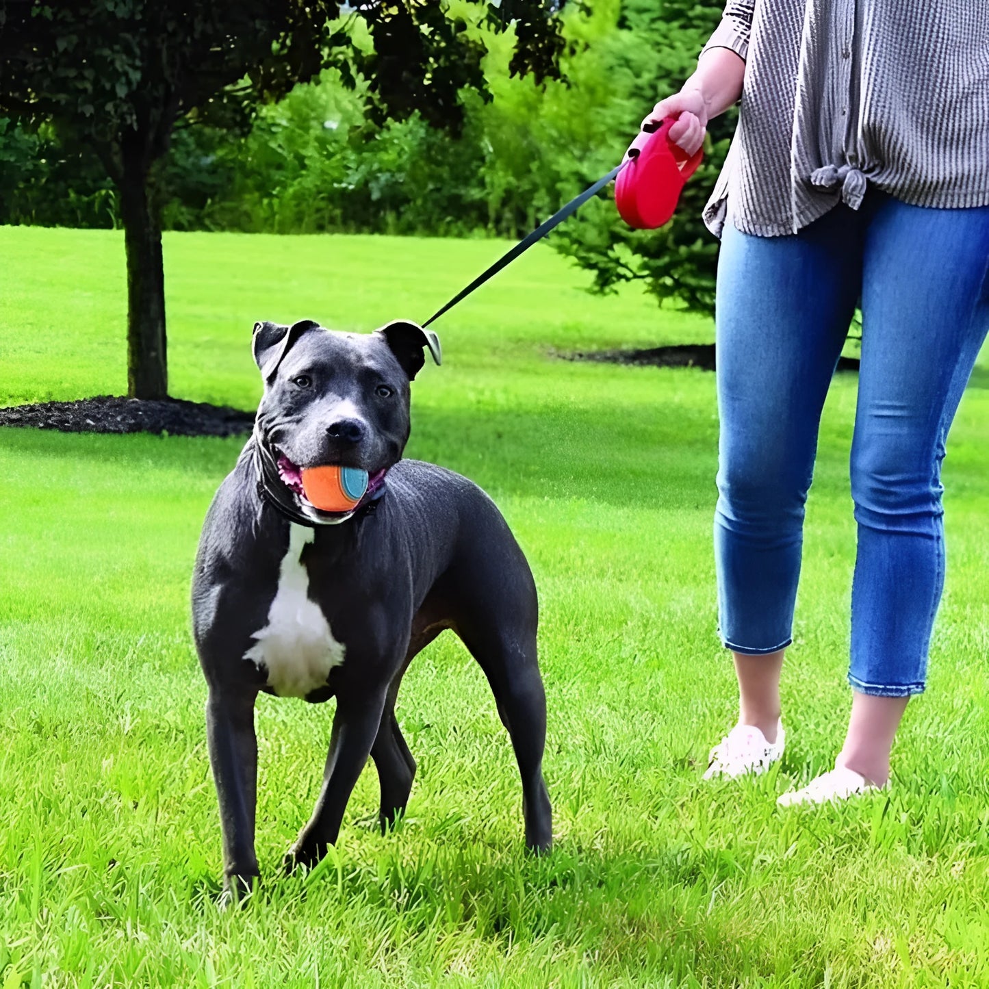 6.5cm TPR dog training ball in multiple colour combinations including red-blue and luminous option