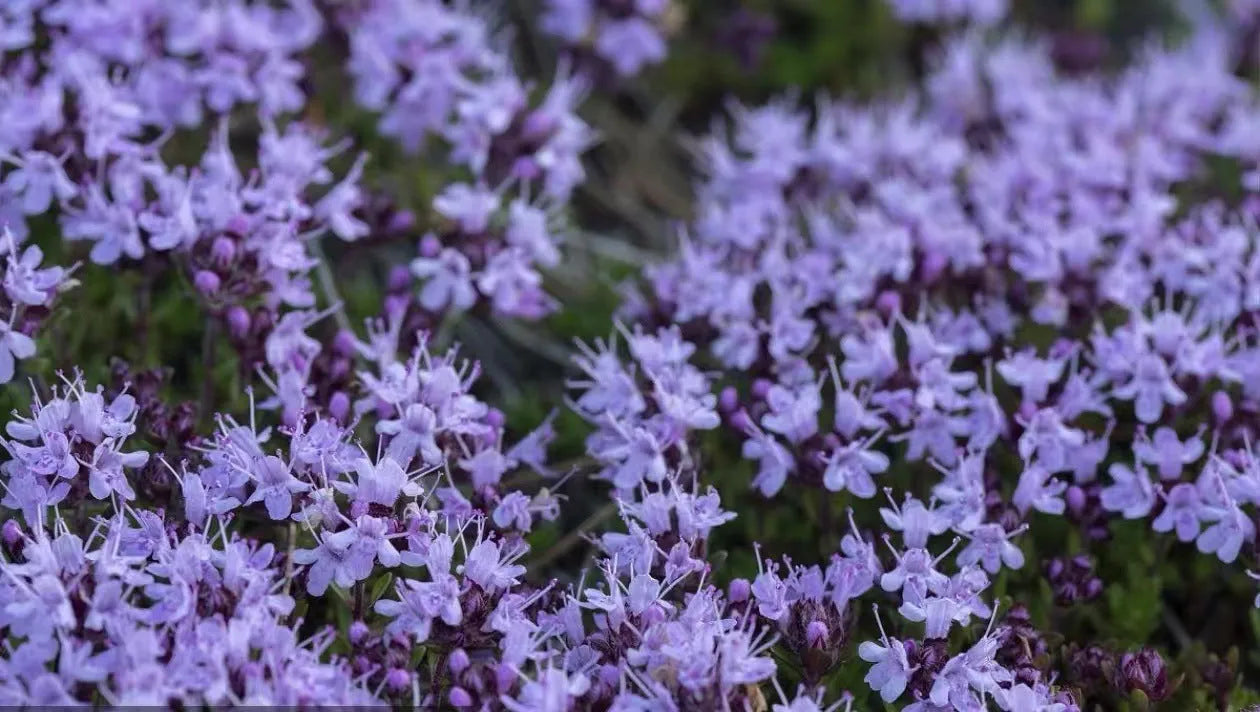 Packet of 500 thyme seeds for cooking and gardening with blue, purple and white variety options