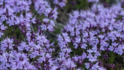 Packet of 500 thyme seeds for cooking and gardening with blue, purple and white variety options