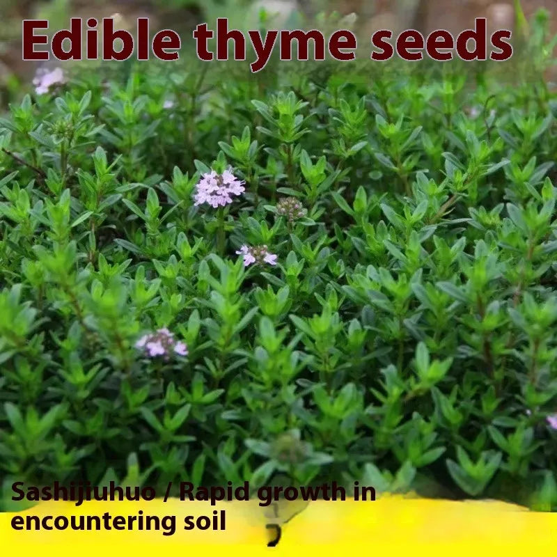 Packet of 500 thyme seeds for cooking and gardening with blue, purple and white variety options