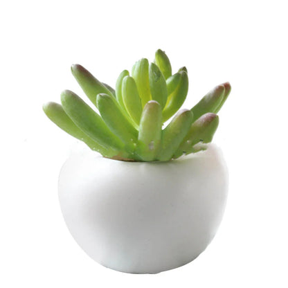 Realistic-looking succulent fridge magnets in various styles, designed to add natural charm and low-maintenance decor to any kitchen or home