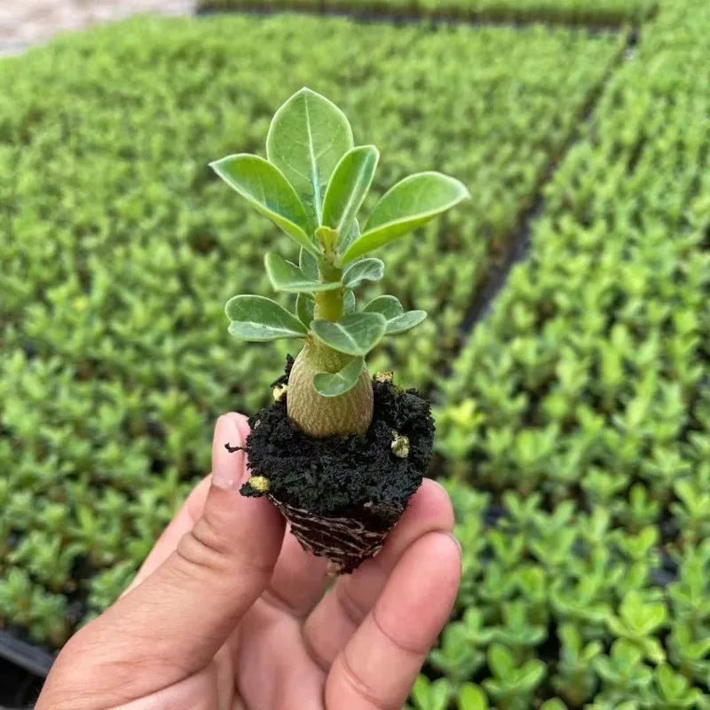 Bare root desert rose Adenium obesum seedling on a plain background