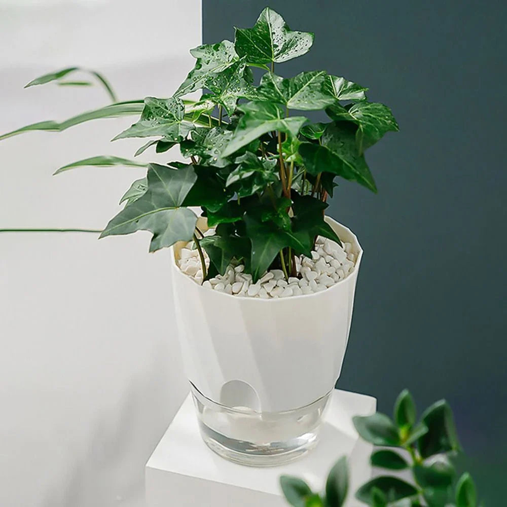 Elegant transparent self-watering planter with flowering plant and water level visible