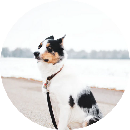 Adjustable Dog Car Seatbelt with Leash and Headrest Attachment for Secure Pet Transport