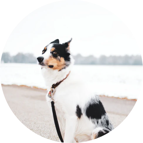 Adjustable Dog Car Seatbelt with Leash and Headrest Attachment for Secure Pet Transport