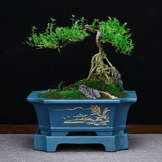 Elegant ceramic bonsai planter in red and dark green colours, with a refined antique-inspired design suitable for desktop or indoor use