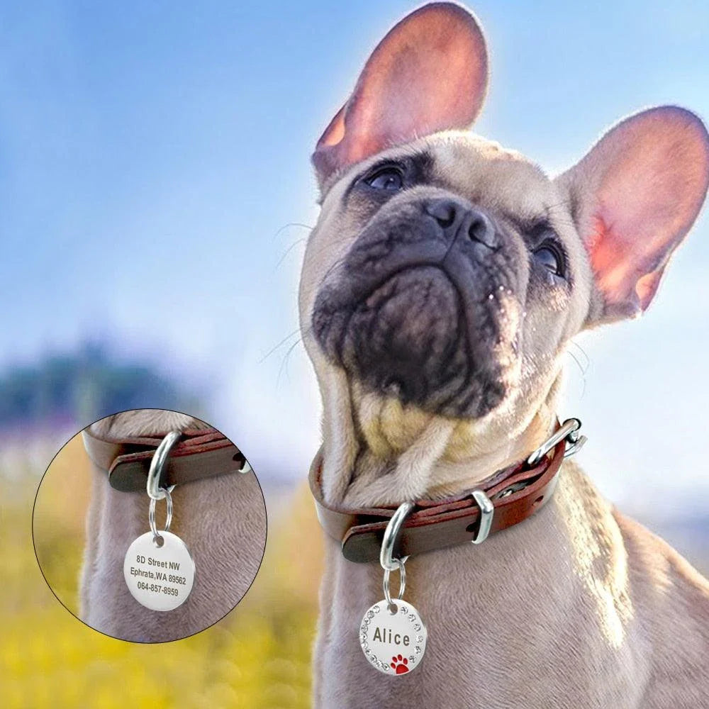 Customisable stainless steel pet ID tags in various colours, designed for identifying and protecting your beloved companion