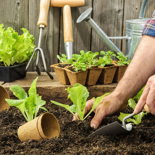 Biodegradable paper nursery pots and plant labels set for sustainable gardening