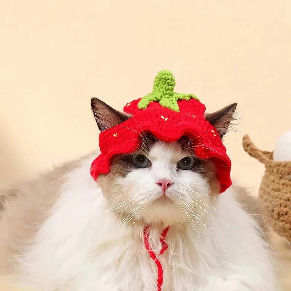 Adorable knitted party hat for cats and small dogs in a frog design