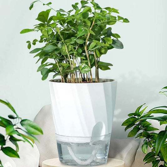 Elegant transparent self-watering planter with flowering plant and water level visible