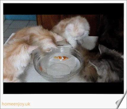 Electric robotic fish swimming in a fishbowl, mimicking the natural movements of a real fish