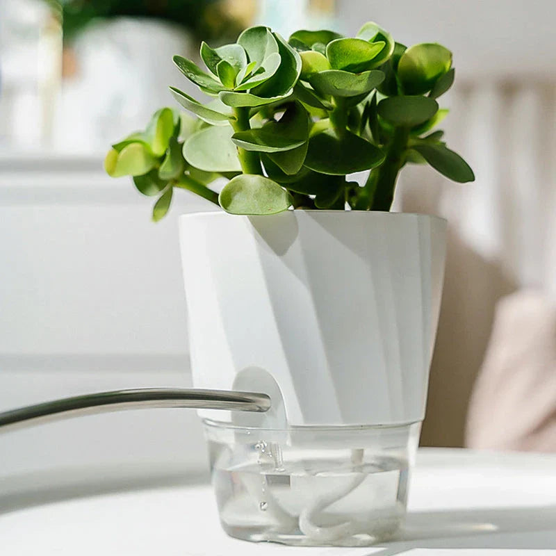 Elegant transparent self-watering planter with flowering plant and water level visible
